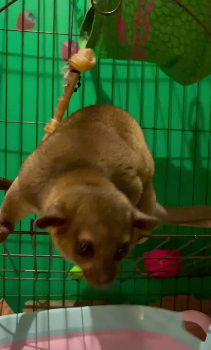 キンカジューの食べ物や飼い方の注意点など なつくのでペットにできる まあらいく エンタメトレンド 半日断食でデトックス
