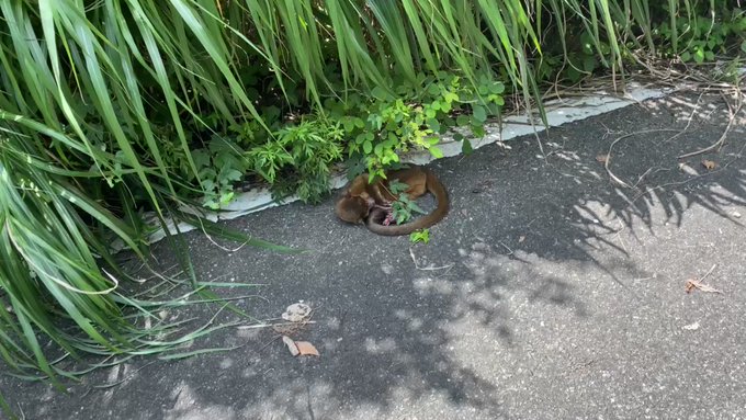 山道で謎の生き物に遭遇！逃げても追ってくる生き物の正体は…？【キンカジュー】のサムネイル画像