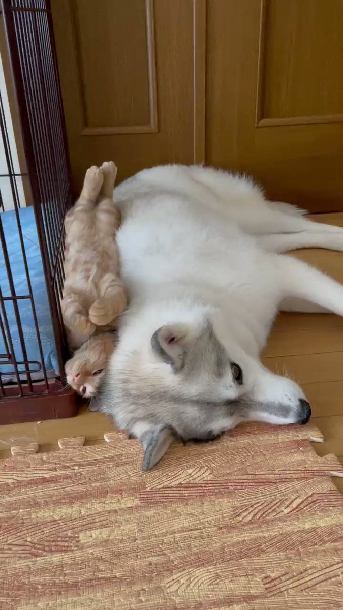 犬の背中とケージの間にハマる子猫の様子が可愛すぎ ヤンチャな子猫を見守る犬の優しさにも癒される まいどなニュース 犬の背中とケージの間にハマる子猫の様子が可愛すぎ ヤンチャな子猫を見守る犬の優しさにも癒される まいどなニュース