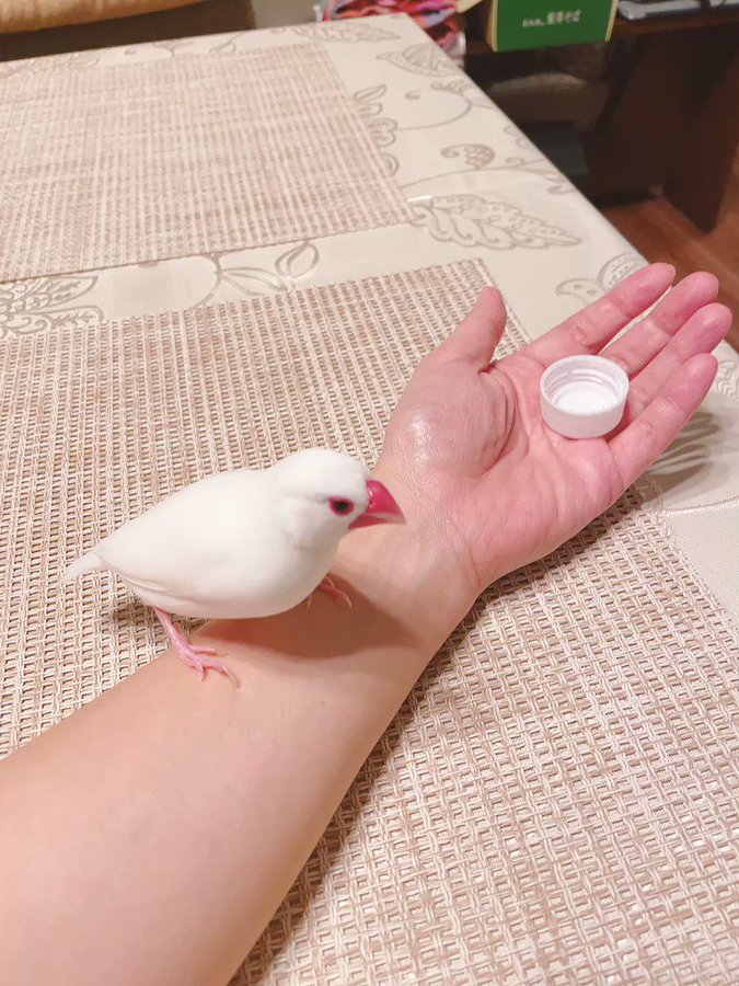 【文鳥】動物に手品を見せてみよう！消失マジックを見た文鳥のリアクションのサムネイル画像