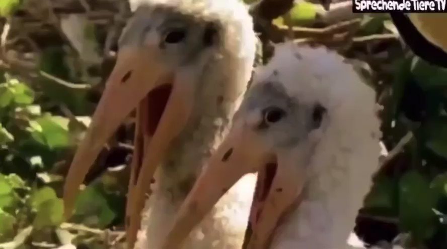 Bbc Funny Talking Animals Bbc Funny Talking Animals