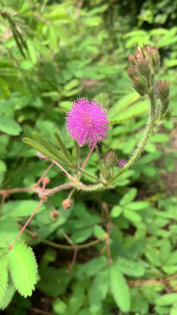 Otsukamuseum 聖テオドール聖堂前のお庭でオジギソウの花が咲いています 開花時期 7月 10月 葉にふれると一枚ずつ閉じていく様子が繊細で愛らしいです 花言葉は 感受性 謙虚 など 大塚国際美術館 オジギソウ T Co Auncbwbnvw Twitter Otsukamuseum 聖テオドール聖堂前のお庭でオジギソウの花が咲いています 開花時期 7月 10月 葉にふれると一枚ずつ閉じていく様子が繊細で愛らしいです 花言葉は 感受性 謙虚 など 大塚国際美術館 オジギソウ T Co Auncbwbnvw Twitter