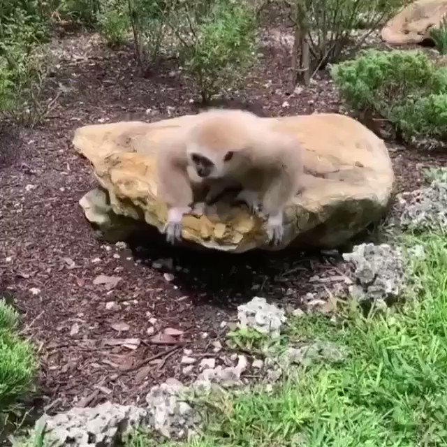 Monkey’s Daily on Twitter "gibbon attack!! 🦝…