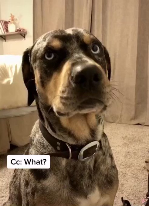 Awww!!! ❤️ #cute #crazy #dogsoftwitter #BATH #Trauma https://t.co/IZjvDfHOel<a href="/tag/cute"class="tags">#cute</a><a href="/tag/crazy"class="tags">#crazy</a><a href="/tag/dogsoftwitter"class="tags">#dogsoftwitter</a><a href="/tag/bath"class="tags">#BATH</a><a href="/tag/trauma"class="tags">#Trauma</a>