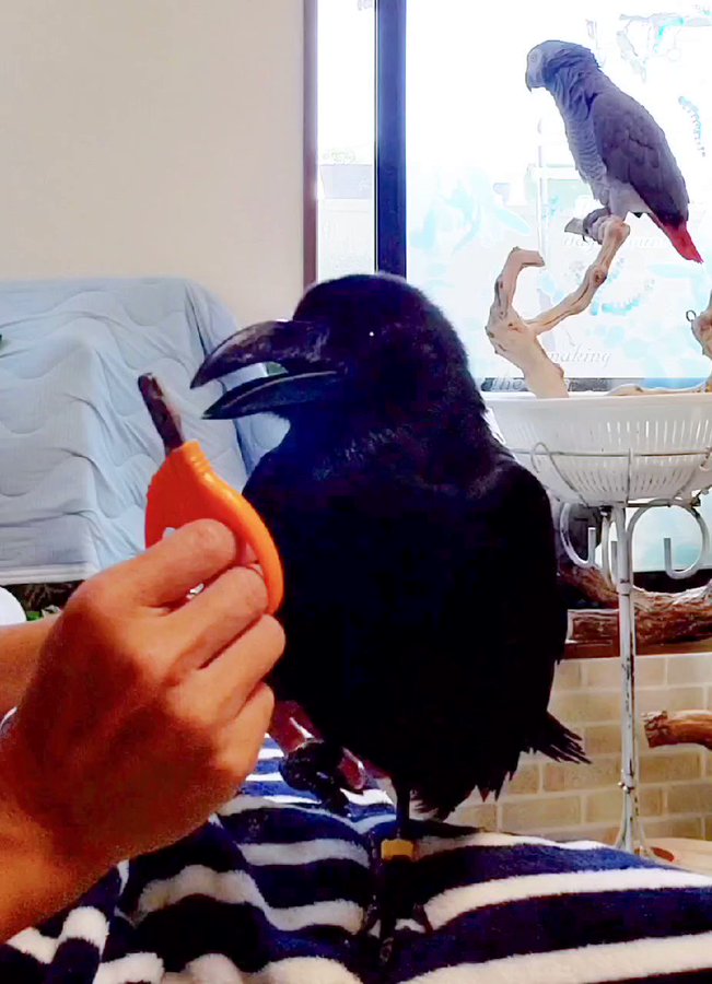 くちばしをお手入れしてもらうのが大好きなカラスがかわいいのサムネイル画像