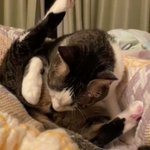 謎の儀式…!トイレ後に走ってきて飼い主の目の前で股間を嗅ぎ「クサッ」と言う顔をするネコ!