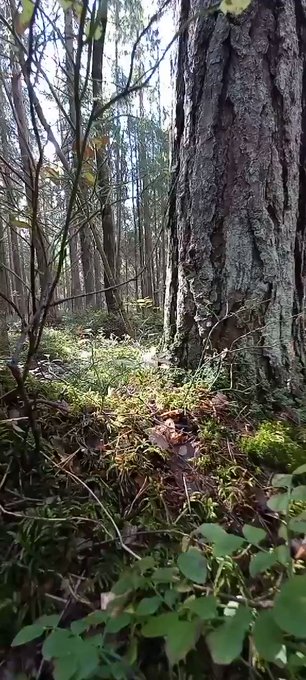 I wasn&#039;t online yesterday because I was in the woods. Look how beautiful *•* But today I&#039;m fresh and<a href="/tag/webcam"class="tags"><span>&#35;webcam</span></a><a href="/tag/chaturbate"class="tags"><span>&#35;chaturbate</span></a><a href="/tag/femboy"class="tags"><span>&#35;femboy</span></a>