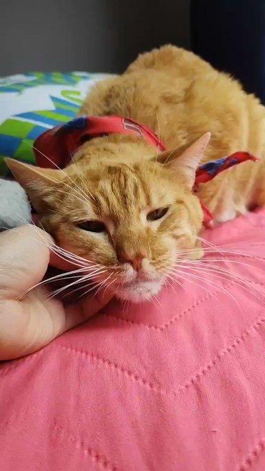 @catsofinstagram Sancho loves cuddles more than food https://t.co/qmEJmhJYfK<a class="tags" target="_blank" title="On Twitter" href="/?out=eyJ0eXAiOiJKV1QiLCJhbGciOiJIUzUxMiJ9.eyJpYXQiOjE3MjI3MjgxNzcsImlzcyI6InR3cG9ybnN0YXJzLmNvbSIsIm5iZiI6MTcyMjcyODE3NywiZXhwIjoxNzU0MjY0MTc3LCJyZWRpcmVjdF91cmwiOiJodHRwczovL3R3aXR0ZXIuY29tL2NhdHNvZmluc3RhZ3JhbSJ9.zyUDk9rwWEYqKLqa0Tax0Gd8R1ZJGCDql7SthmPDIdw4OyJ-iK9gXXxaIRoYsinF36WsAwU4jNVnYxntzs5tlw">@catsofinstagram</a><a href="/tag/feet"class="tags"><span>#feet</span></a><a href="/tag/atm"class="tags"><span>#atm</span></a><a href="/tag/anal"class="tags"><span>#anal</span></a><a href="/tag/spit"class="tags"><span>#spit</span></a><a href="/tag/feetfetish"class="tags"><span>#feetfetish</span></a>