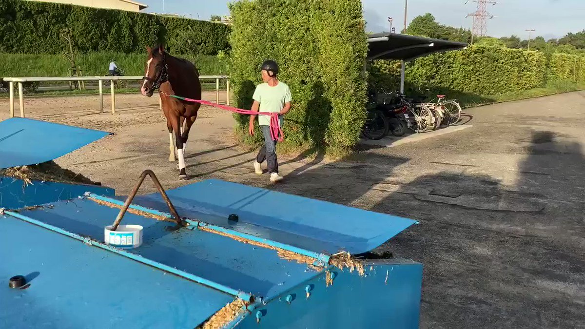 数年前、イーグルバローズの勝った未勝利戦でのパドックで見た馬体が他馬とは別の生き物だったのを覚えている。 