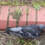 鳩に鳩のモノマネで話しかけてみた結果。あまりに本物すぎて鳩が戸惑っている。