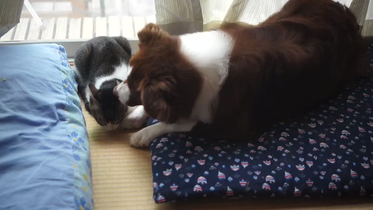 仲良くしたい犬vs うざがる猫が 仲良くケンカしな 状態でかわいい コンビについて飼い主さんにインタビュー ブリーダーナビ