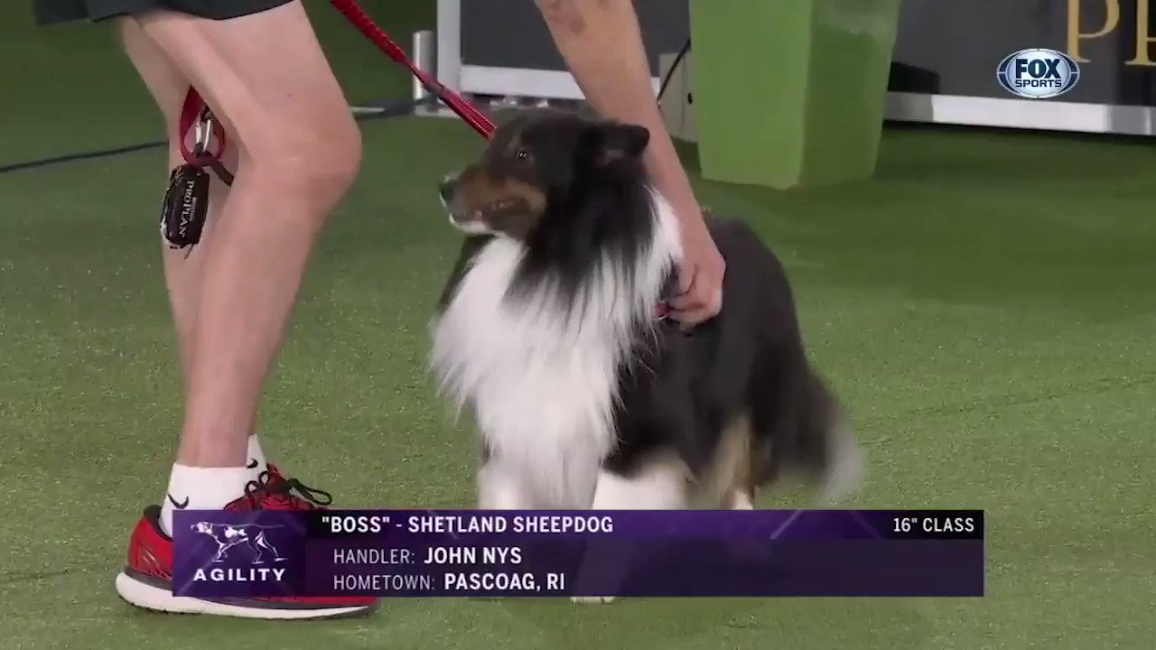 Westminster dog hotsell show shetland sheepdog