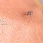 こんなん笑うわw血を吸おうと何度も試みる「蚊」がなぜか可愛く見える動画。