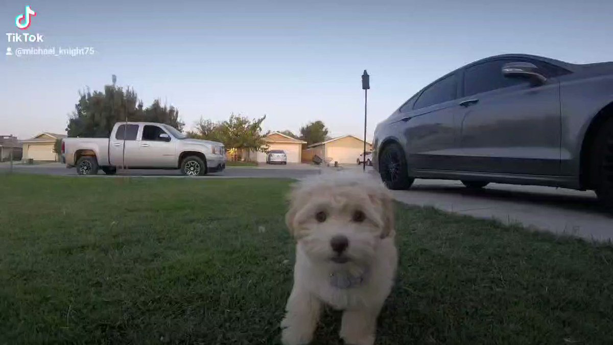 Having some fun with Jenny and the #GoPro last night! Lol! #DogsofTwittter #maltese https://t.co/32EGfMuJkW