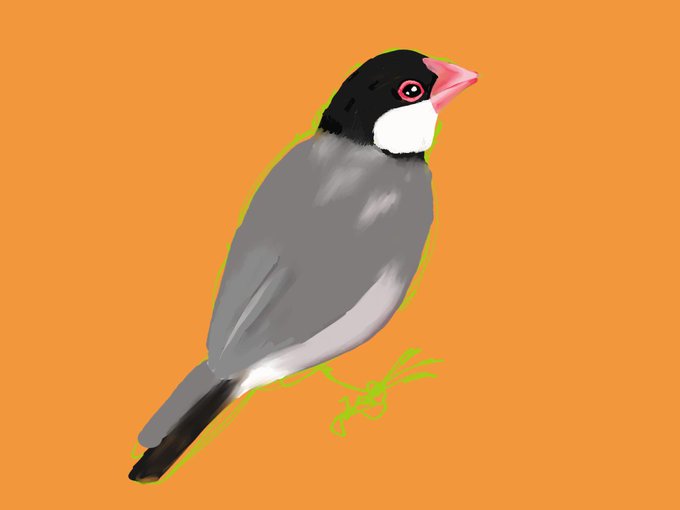 文鳥イラストのtwitterイラスト検索結果 古い順