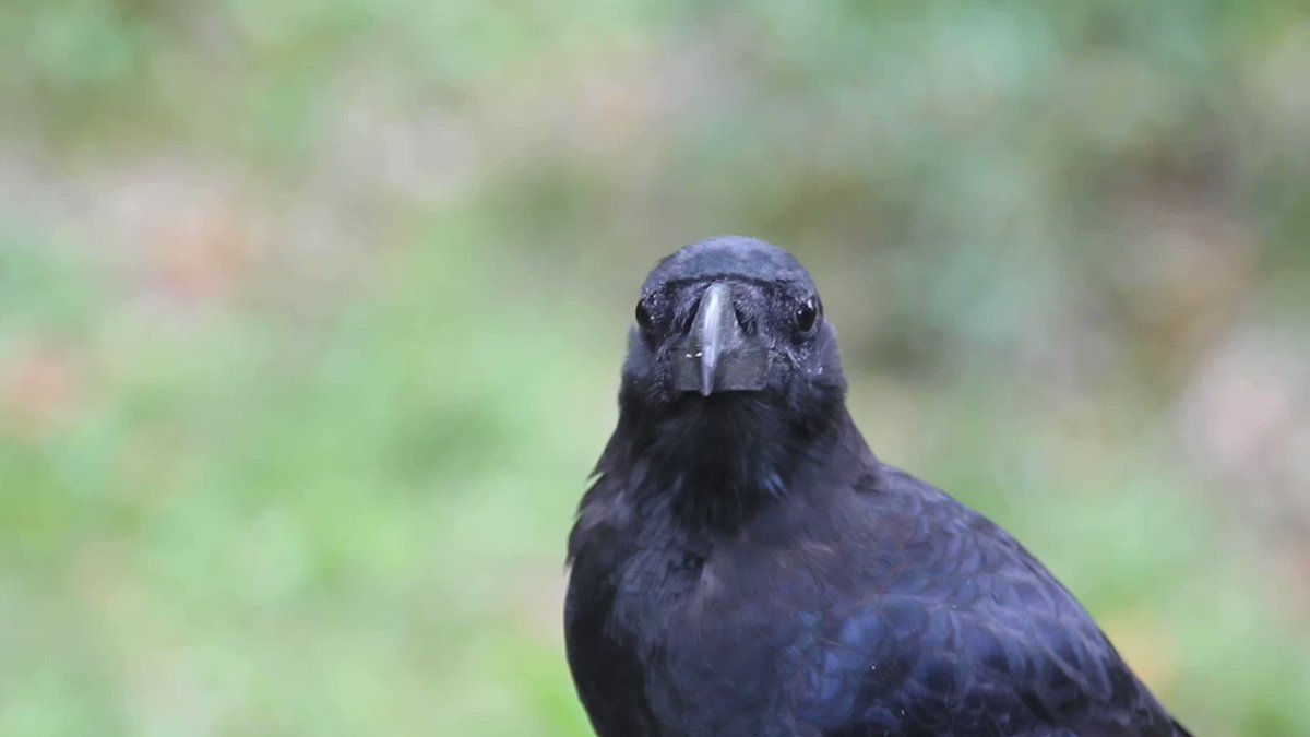 目がかわいいです カラスpic Twitter Com 42fdhnkuw0 カラカラカラス