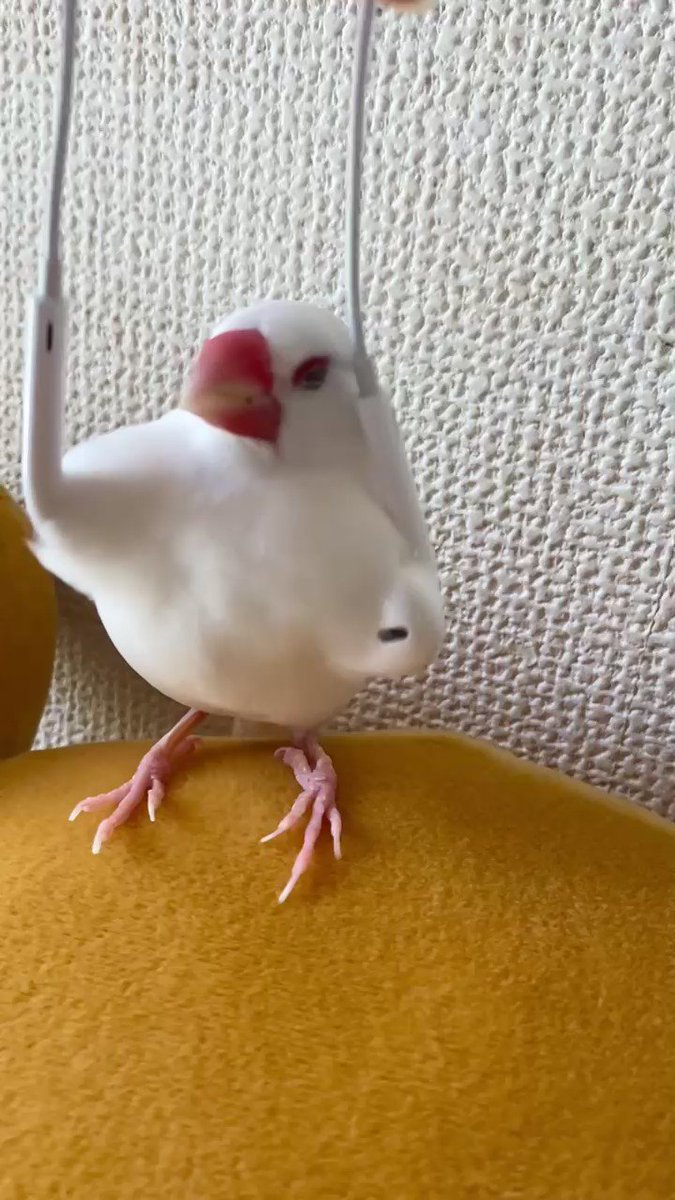 白文鳥さんが白いイヤフォンでマッサージされると 筋肉モリモリに見える姿に驚愕と困惑の声が集まる 1 2 ページ ねとらぼ