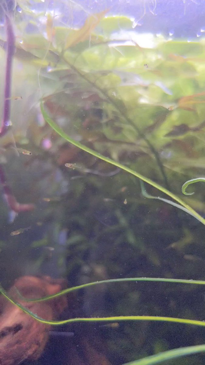 Peacock gudgeon fry update: now with smol fins!! They seem to be getting by on very fine powdered food and whatever infusoria is in the tank. Theres a good mix of sizes, I think I have at least two clutches. The biggest are hanging out down near the caves like the adults https://t.co/LI883Z0ziV