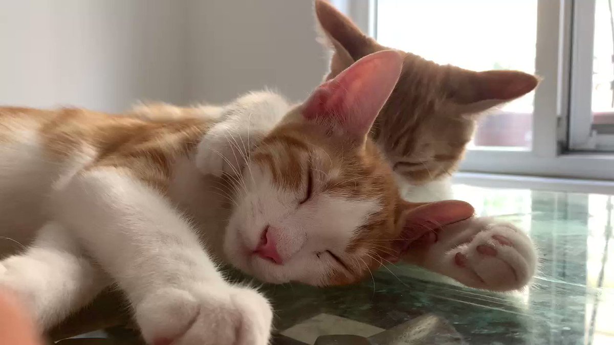 ソファで寝落ちした元保護ねこ 人間のような 目覚め に大反響 お腹ふわふわ Hint Pot 3