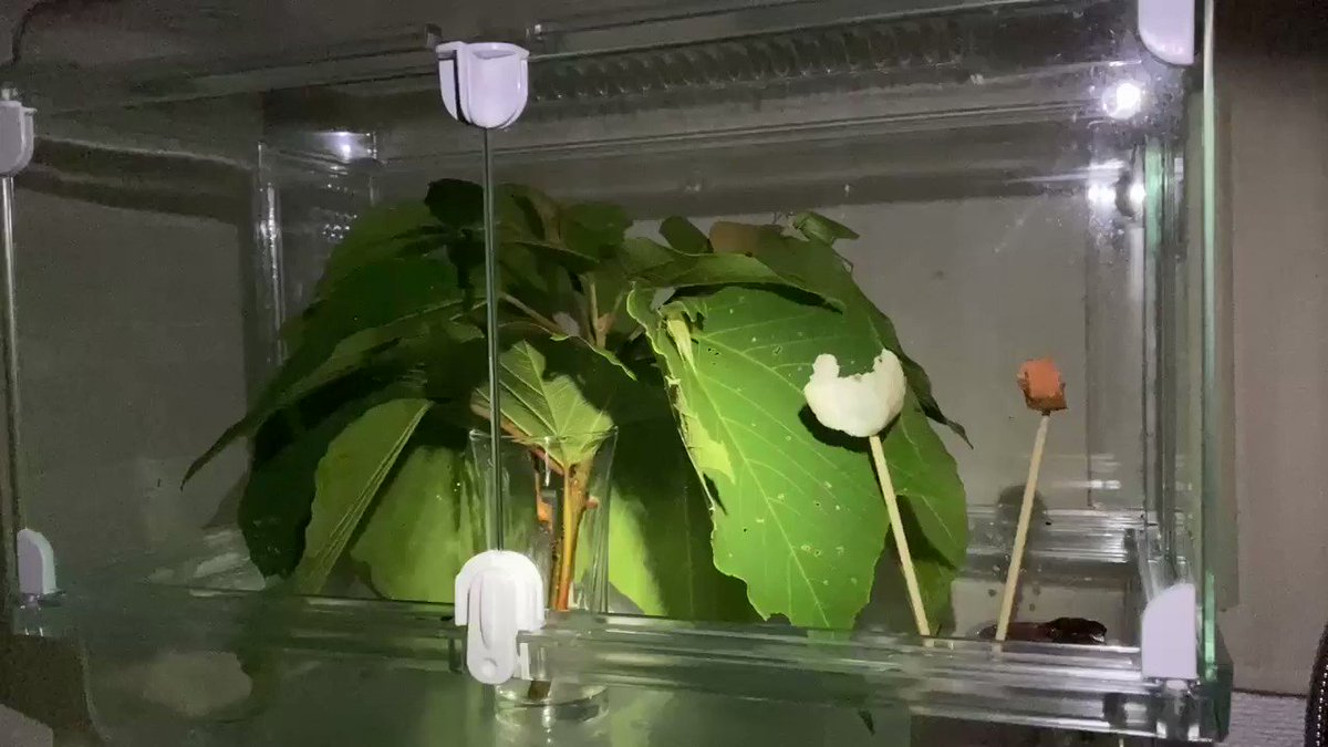 スカビオサの花後は何をすればいい 自然植物図鑑