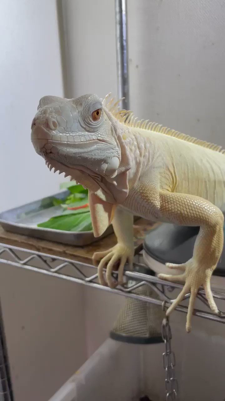 Rowan_snow iguana (@Rowansnowiguana) / X