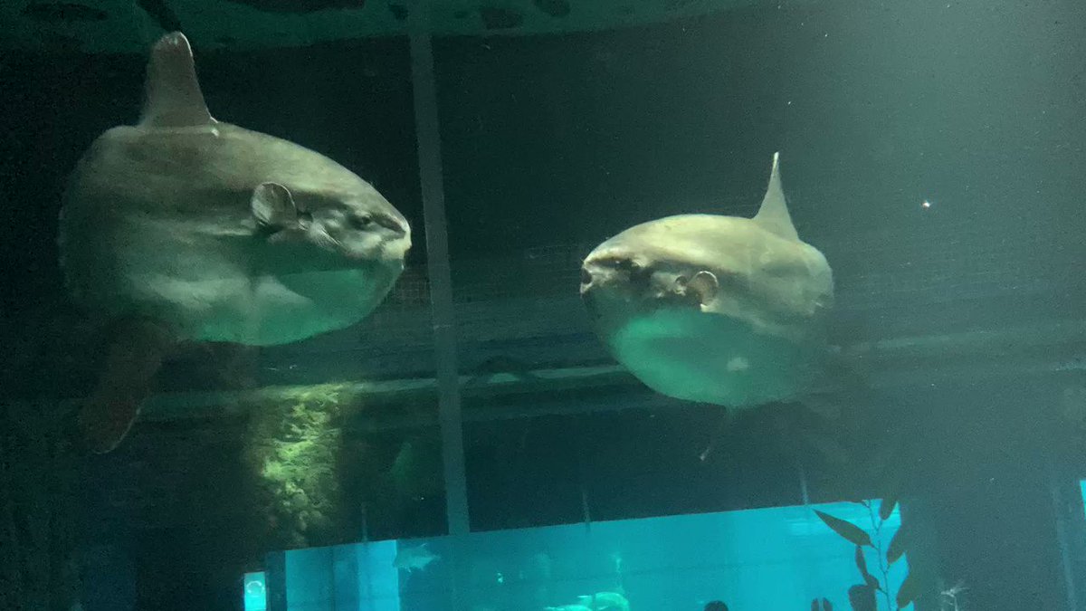 世にも珍しい マンボウのキスシーン が撮影される この道14年の研究者も驚き 見たことない Togetter