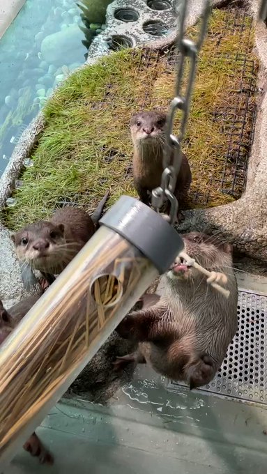 カワウソ の評価や評判 感想など みんなの反応を1週間ごとにまとめて紹介 ついラン カワウソ の評価や評判 感想など みんなの反応を1週間ごとにまとめて紹介 ついラン