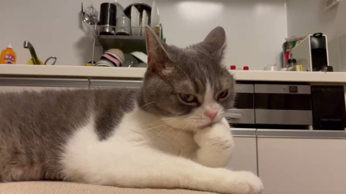 猫さんがはじめてマンウィズを見たときの反応がまるで宇宙猫みたい→公式アカウントもコメント「猫チャンニモ御礼ヲバ」 - Togetter