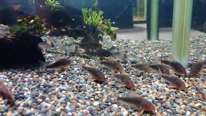 ベタの寿命について 長生きの秘訣と年老いたベタの世話の仕方 熱帯魚なめんな アクアリストぷれ子と愉快な仲間たち