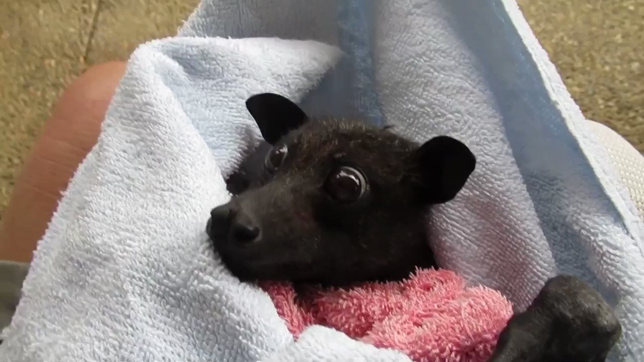 郡司芽久 キリン研究者 保護されたオオコウモリがバナナを食べる動画 なんだかクセになる フル動画はこちら T Co Oxsikzansx T Co Ka2wrd7r8q Twitter