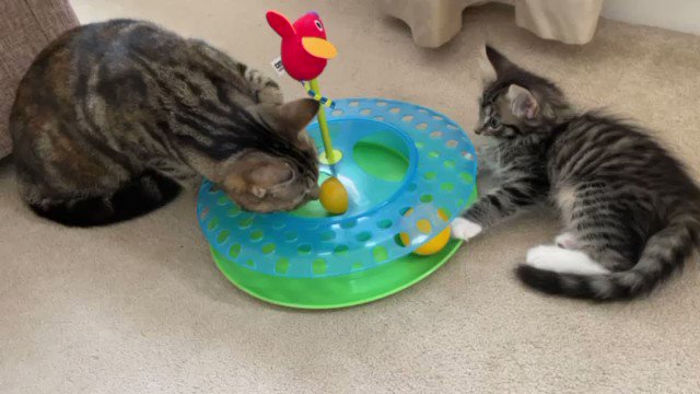 RT @ivythetabbycat: Teaching Baby Thor how to play with his new toy. He’s a fast learner! https://t.co/VQ7spqMP78