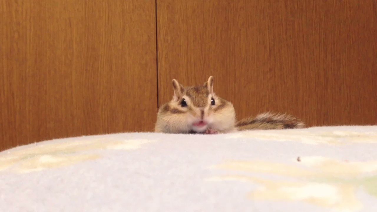 希少【T-ARTS】まんまるちびっこどうぶつ うさぎ 針ネズミ 子ぶた シマリス シルバニアファミリー エポック社 みるくウサギのふたごちゃん