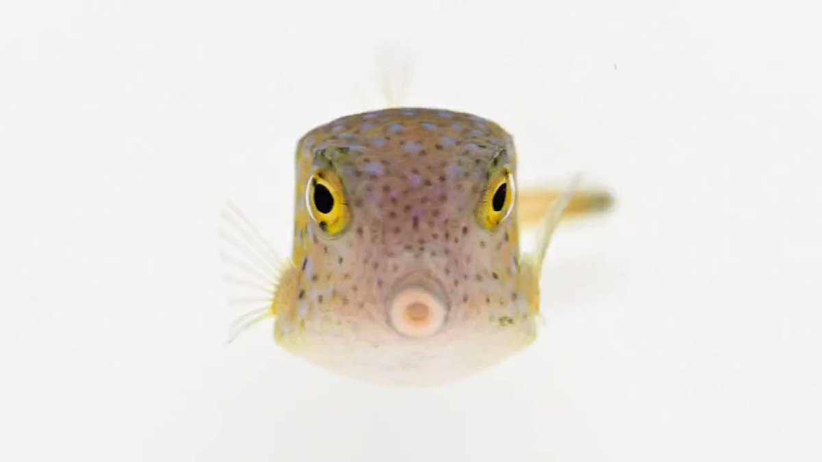 鈴木香里武 Karibu Suzuki 泳ぐサイコロ ハコフグ の幼魚 全身硬い骨格に覆われた体は 多くの魚のようにしならせて泳ぐことはできません その分 胸びれを器用にパタパタさせて方向転換する様子が 健気で応援したくなります 最近特に気になるのが