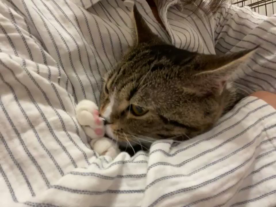 ミルクぜんぶ飲めたぜ 子猫 スコティッシュフォールド かっこいい かわいい 猫のいる暮らし Catpic ととまる Span Class Emoji Emoji Forlinks Style Background Image Url Abs Twimg Com Emoji V2 72x72 1f43e Png Title Paw Prints Aria ミルクぜんぶ飲めたぜ 子猫 スコティッシュフォールド かっこいい かわいい 猫のいる暮らし Catpic ととまる Span Class Emoji Emoji Forlinks Style Background Image Url Abs Twimg Com Emoji V2 72x72 1f43e Png Title Paw Prints Aria