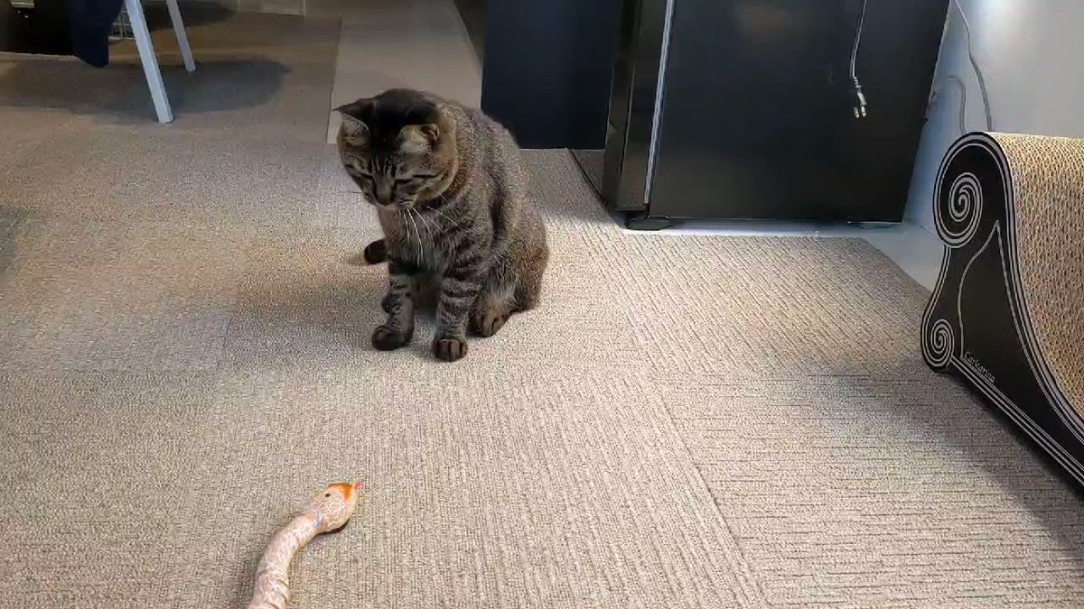 千円ぐらいのヘビのラジコンが高クオリティで猫との緊張感あるバトルが楽しめる すごいリアル 欲しい Togetter 千円ぐらいのヘビのラジコンが高クオリティで猫との緊張感あるバトルが楽しめる すごいリアル 欲しい Togetter