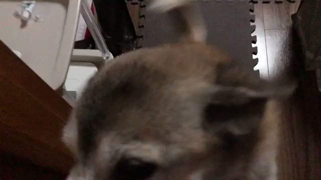 猫宮さくら 役者 猫又ミヤ 歌 保護犬ママ Wig In A Box Twitter