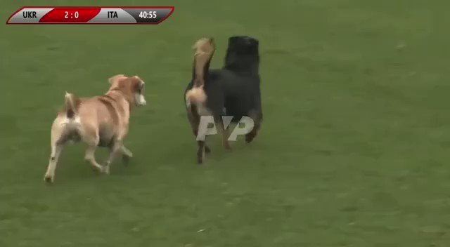 футболист и футболистка. откуда выбежала собака. собака выбежала на поле на футболе. откуда выбежала собака. малинуа и ротвейлер.