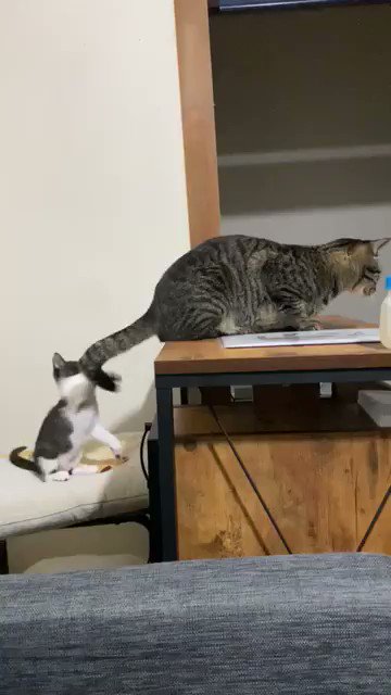 猫のしっぽが長い理由にほっこり イクメンお兄ニャンの優しさに感動 ねこちゃんホンポ 猫のしっぽが長い理由にほっこり イクメンお兄ニャンの優しさに感動 ねこちゃんホンポ