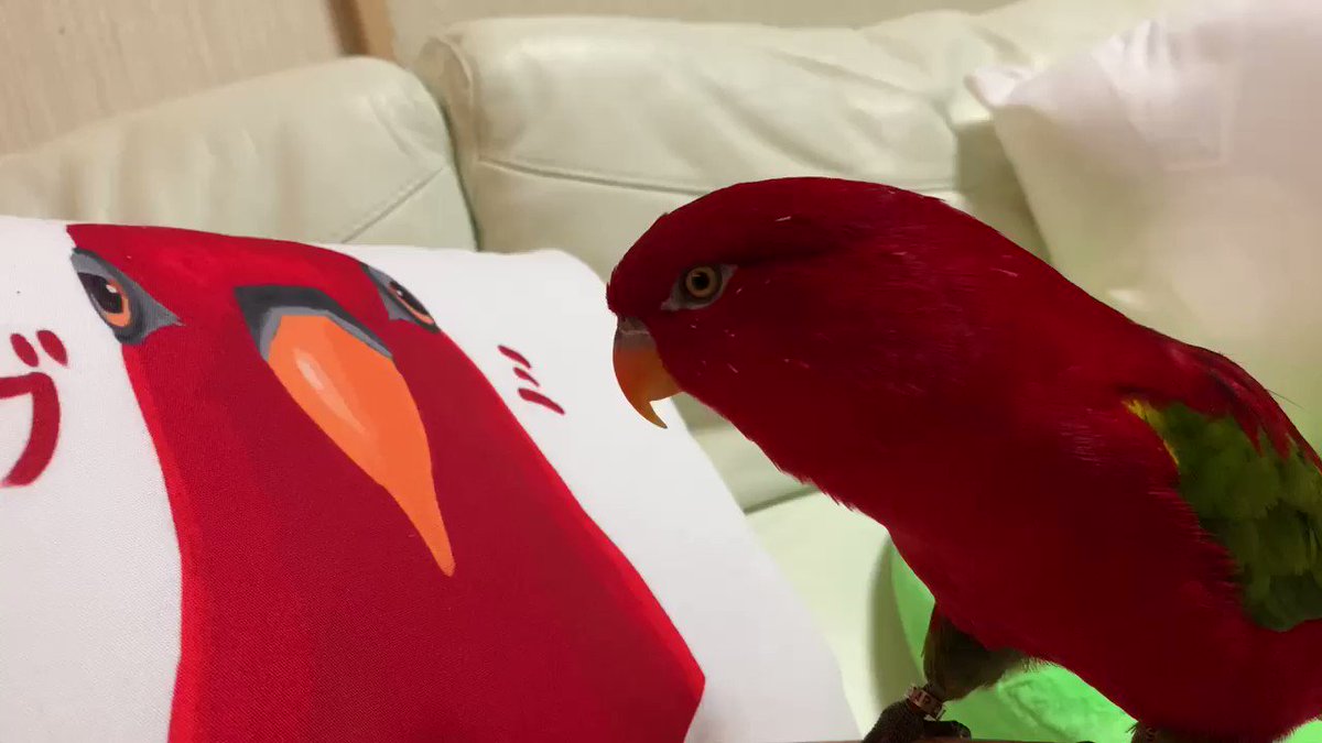 RT @hideaki_utsumi: Red birb and the Pillow https://t.co/EdyPHlknQr