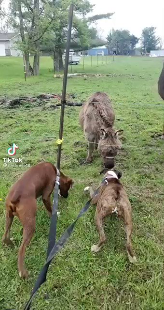 Travis Akers On Twitter This Donkey Cracks Up Laughing At The Doggy After It Accidentally Touched The Electric Fence And Got Shocked Https T Co Rb9p6ywojz Twitter Travis Akers On Twitter This Donkey Cracks Up Laughing At The Doggy After It Accidentally Touched The Electric Fence And Got Shocked Https T Co Rb9p6ywojz Twitter