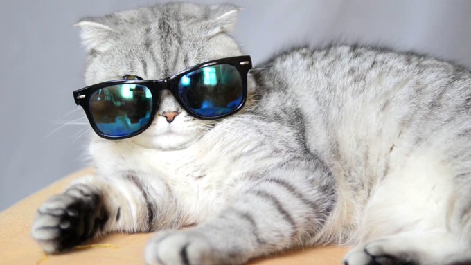 画像まとめ 猫の恩返し 日付順 10ページ目 アニメレーダー 画像まとめ 猫の恩返し 日付順 10ページ目 アニメレーダー