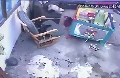 幼児が階段から落ちそう！→ニャンが爆走して階段から落ちるのを防ぎます