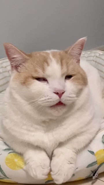 老貓🐈懺悔  u200d♀️虧欠，渡劫脫胎換骨中，邪魔翠翠不要來@ICheih 