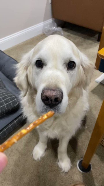 Apparently I almost missed #NationalDogsInPoliticsDay. Anyway, here’s Deputy PD Max eating a single pretzel rod. 

Negotiations for a second pretzel stimulus are currently ongoing. https://t.co/XahJ0hNGxs