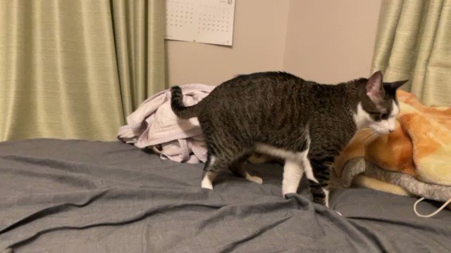 なんかすんません。軽く屁をこいてしまった。猫が飛んできて入念に事故現場を埋めようとしている。