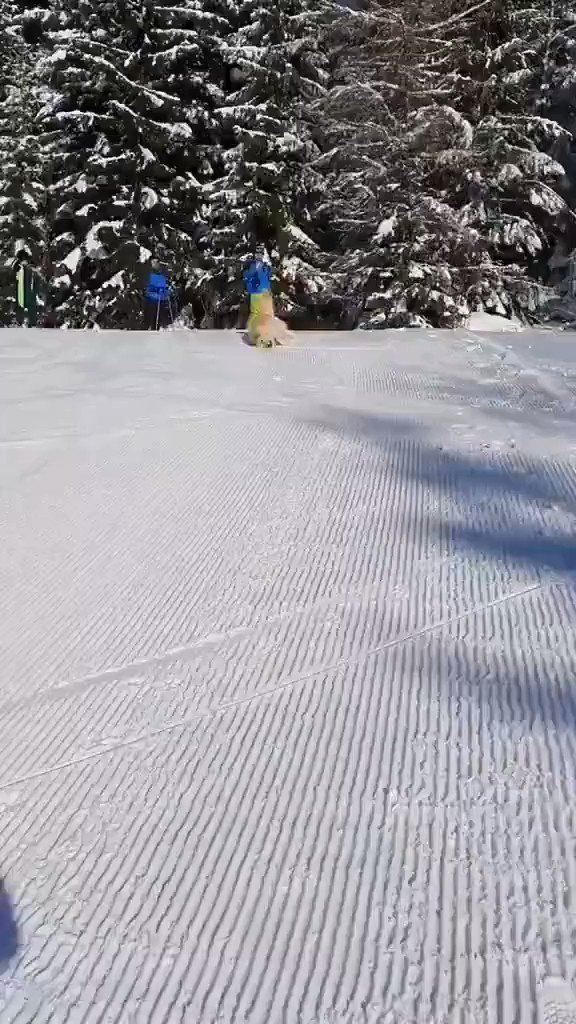 【ゴールデンレトリバー】ゲレンデを駆ける金色の毛並み！犬スキー！のサムネイル画像