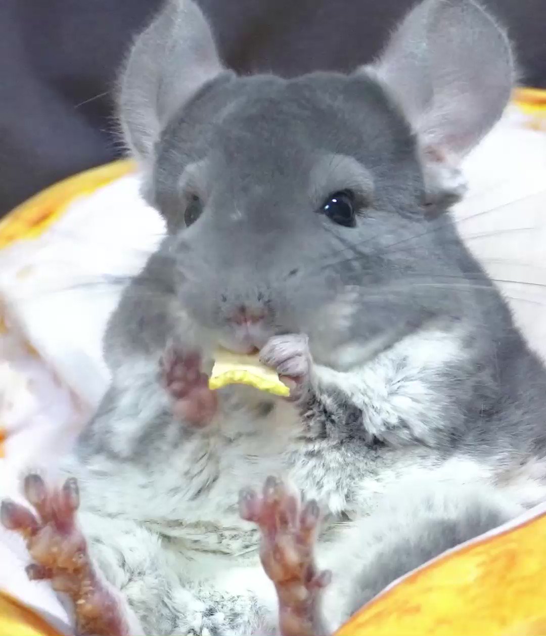 チンチラのレオ 野生を忘れたチンチラ T Co Pbaesh7vpw チンチラ Chinchilla T Co L3kjnzazzi Twitter