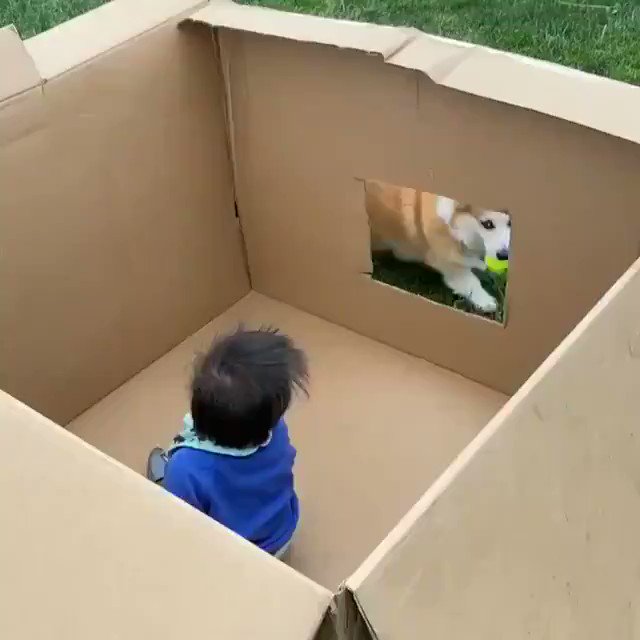 全自動ボール投げ機（人力）で遊ぶコーギーがかわいいのサムネイル画像