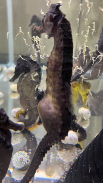 As Aquarium Scientist タツノオトシゴ クロウミウマ の出産です 初めて出産を見ることが出来ました 沢山のベビーに感動です T Co Kjri7xnbq8 Twitter As Aquarium Scientist タツノオトシゴ クロウミウマ の出産です 初めて出産を見ることが出来ました 沢山のベビーに感動です T Co Kjri7xnbq8 Twitter