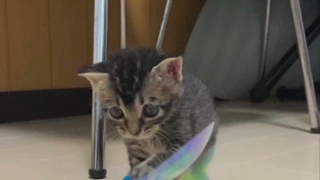 狭山市 猫カフェ Funnycat Funnycatcafe Twitter